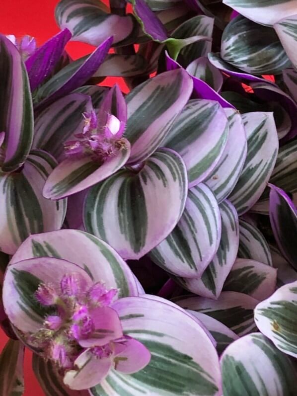 https://www.pariscotejardin.fr/?attachment_id=51452