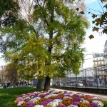 Ginkgo biloba et parterre de chrysanthème dans le Jardin du Luxembourg en automne, Paris 6e (75)