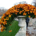 Potée de chrysanthème cascade dans le Jardin du Luxembourg en automne, Paris 6e (75)