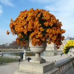 Potée de chrysanthème cascade dans le Jardin du Luxembourg en automne, Paris 6e (75)