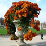 Potée de chrysanthème cascade dans le Jardin du Luxembourg en automne, Paris 6e (75)