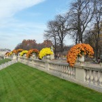 Potées de chrysanthème cascade dans le Jardin du Luxembourg en automne, Paris 6e (75)