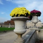 Potées de chrysanthème dans le Jardin du Luxembourg en automne, Paris 6e (75)
