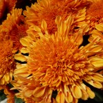 Chrysanthème dans le Jardin du Luxembourg en automne, Paris 6e (75)