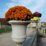 Potées de chrysanthème dans le Jardin du Luxembourg en automne, Paris 6e (75)