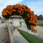 Potée de chrysanthème cascade dans le Jardin du Luxembourg en automne, Paris 6e (75)