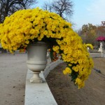 Potée de chrysanthème cascade dans le Jardin du Luxembourg en automne, Paris 6e (75)