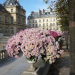 Vasque de chrysanthèmes dans le Jardin du Luxembourg en automne, Paris 6e (75)