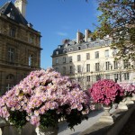 Vasques de chrysanthèmes dans le Jardin du Luxembourg en automne, Paris 6e (75)