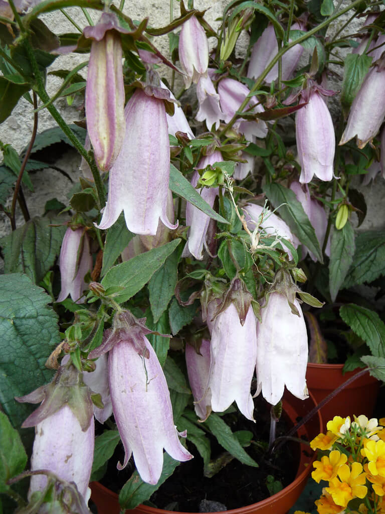Campanula punctata 'Silver Bells' Paris côté jardin