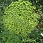 Ombelle d'Ammi visnaga défleurie, Jardin des Serres d'Auteuil, Paris 16e (75)