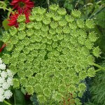 Ombelle d'Ammi visnaga défleurie, Jardin des Serres d'Auteuil, Paris 16e (75)