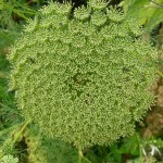 Ombelle d'Ammi visnaga défleurie, Jardin des Serres d'Auteuil, Paris 16e (75)