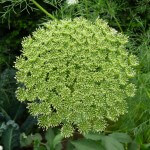 Ombelle d'Ammi visnaga défleurie, Jardin des Serres d'Auteuil, Paris 16e (75)