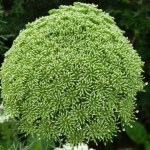 Ombelle d'Ammi visnaga défleurie, Jardin des Serres d'Auteuil, Paris 16e (75)