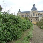 Figuiers palissés dans le Potager du Roi en automne, Versailles (78)