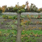 Vieux poirier palissé avec feuillage d'automne dans le Potager du Roi, Versailles (78)