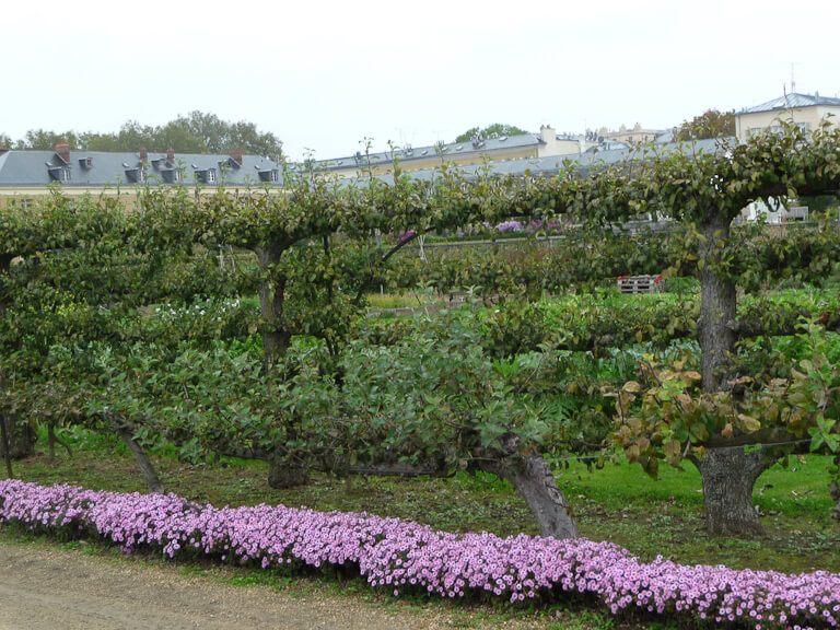 Bordure d'asters nains le long d'arbres fruitiers cultivés en espaliers, Potager du Roi, Versailles (78)