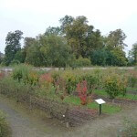 Verger du Quatrième des Onze, Potager du Roi en automne, Versailles (78)