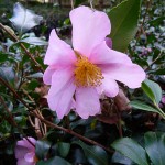 Fleur de Camelia sasanqua dans le Parc de Bercy en automne, le jour de la Toussaint, Paris 12e (75)