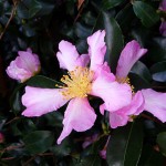 Fleurs de Camelia sasanqua dans le Parc de Bercy en automne, le jour de la Toussaint, Paris 12e (75)