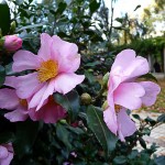 Fleurs de Camelia sasanqua dans le Parc de Bercy en automne, le jour de la Toussaint, Paris 12e (75)