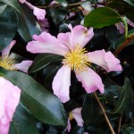 Fleurs de Camelia sasanqua dans le Parc de Bercy en automne, le jour de la Toussaint, Paris 12e (75)