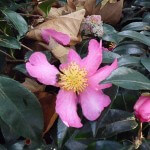 Fleurs de Camelia sasanqua dans le Parc de Bercy en automne, le jour de la Toussaint, Paris 12e (75)