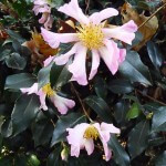 Fleurs de Camelia sasanqua dans le Parc de Bercy en automne, le jour de la Toussaint, Paris 12e (75)