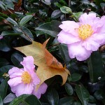 Fleurs de Camelia sasanqua dans le Parc de Bercy en automne, le jour de la Toussaint, Paris 12e (75)