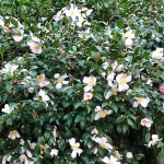 Fleurs de Camelia sasanqua dans le Parc de Bercy en automne, le jour de la Toussaint, Paris 12e (75)