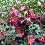 Fleurs de Camelia sasanqua dans le Parc de Bercy en automne, le jour de la Toussaint, Paris 12e (75)