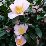 Fleur de Camelia sasanqua dans le Parc de Bercy en automne, le jour de la Toussaint, Paris 12e (75)