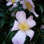 Fleur de Camelia sasanqua dans le Parc de Bercy en automne, le jour de la Toussaint, Paris 12e (75)