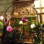 Vanda, orchidée, Salon international « Orchidées au pays des Incas », FFAO, 20 janvier 2013, Fondation Eugène Napoléon, Paris 12e (75), photo Alain Delavie