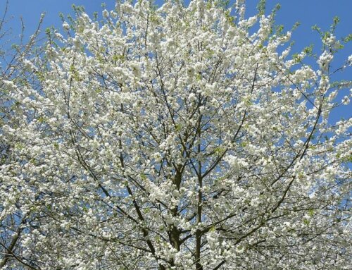 Hanami : La fête du printemps refleurit au Domaine départemental de Sceaux