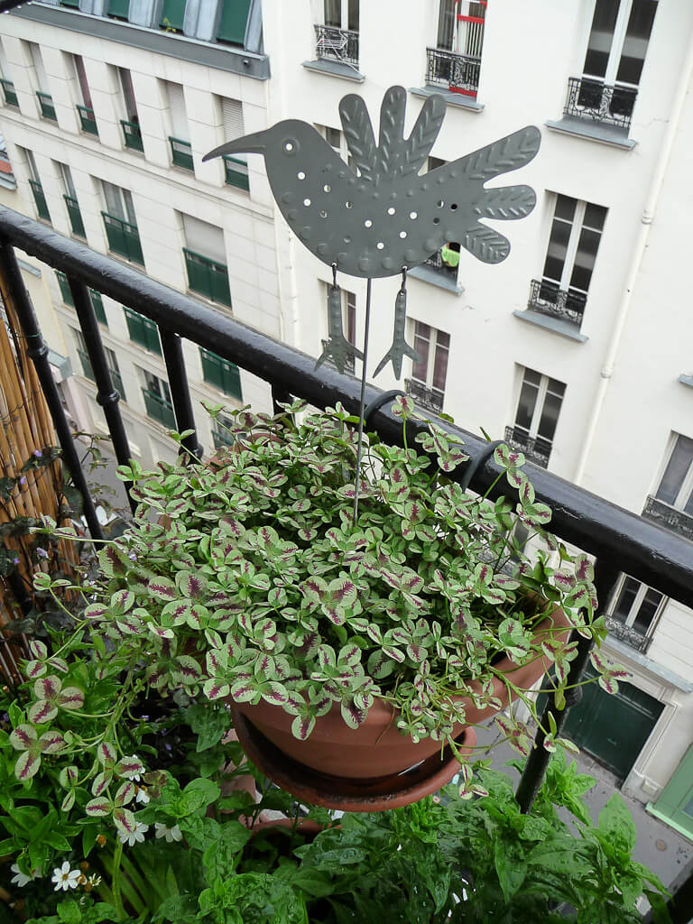 Suspension de trèfle d'ornement (Trifolium repens) avec une girouette sur mon balcon, Paris 19e (75)