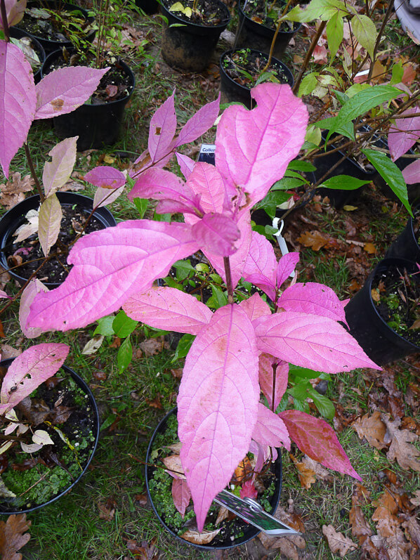 Callicarpa membranacea, Pépinières des Avettes, Journées des Plantes automne, Domaine de Courson, Essonne