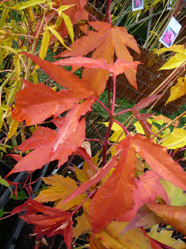 Lire la suite à propos de l’article Hibiscus ‘Kopper King’ en habit d’automne orange cuivré