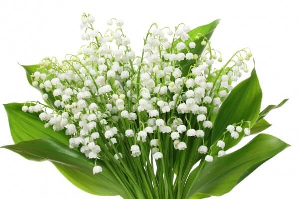 Bouquet de muguet, photo Profotokris / Fotolia.com