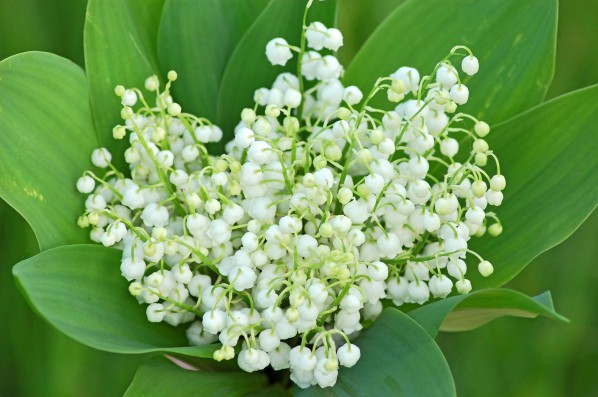 Bouquet de muguet, photo © Hellen Sergeyeva - Fotolia.com.jpg