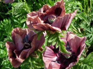 Pavot d'Orient (Papaver orientale) 'Patty's Plum'