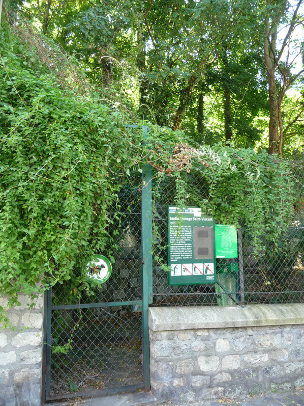 Jardin sauvage, rue Saint-Vincent, Montmartre, Paris 18e (75)