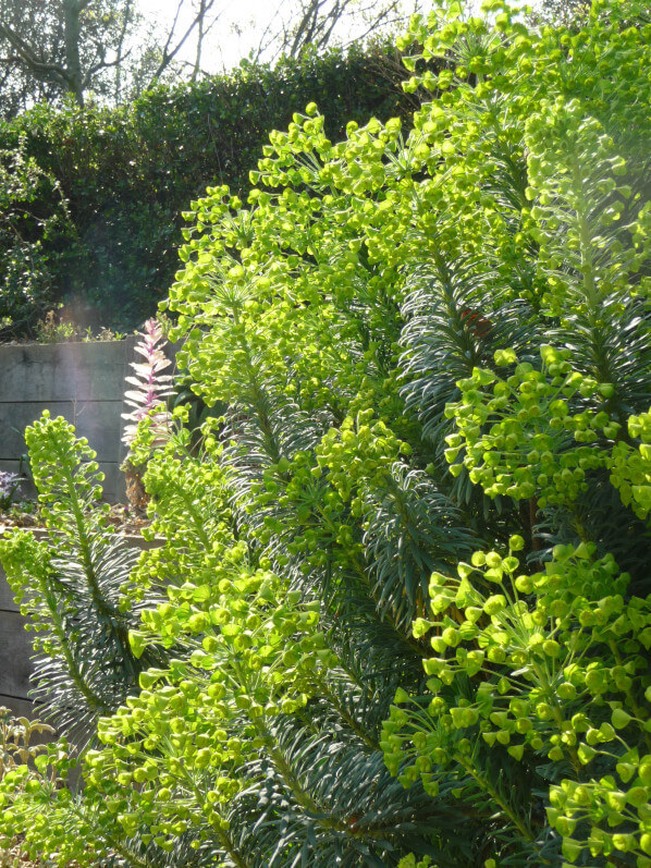 Euphorbia characias fleurie dans le parc de Bercy au début du printemps, Paris 12e (75)