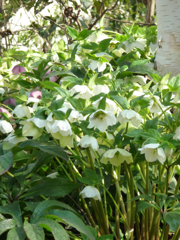 Hellébores d'Orient (Helleborus orientalis) en fleur dans le parc de Bercy au début du printemps, Paris 12e (75)