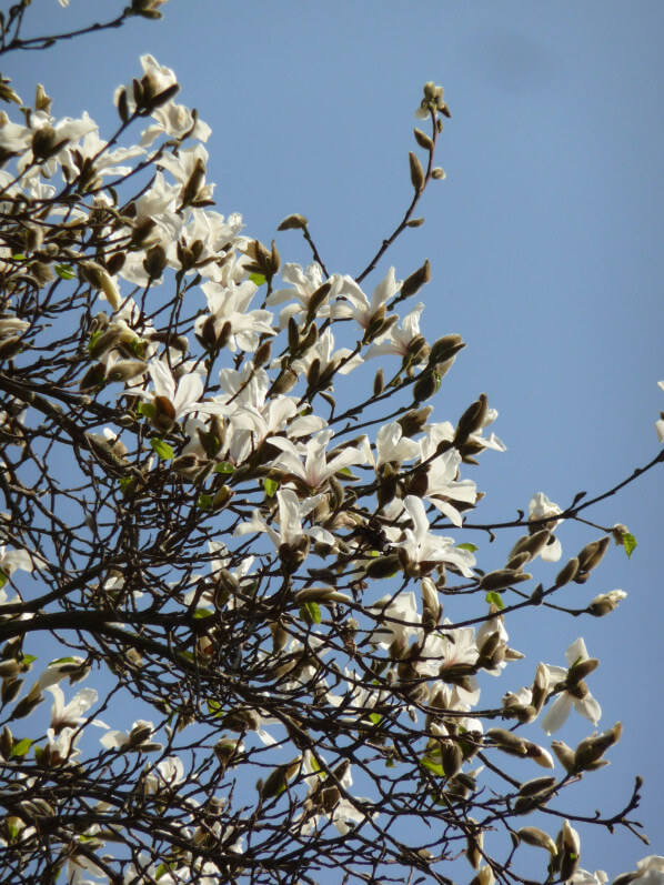 Magnolia fleuri dans le parc de Bercy au début du printemps, Paris 12e (75)