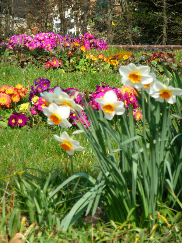 Narcisses et primevères dans le parc de Bercy au début du printemps, Paris 12e (75)