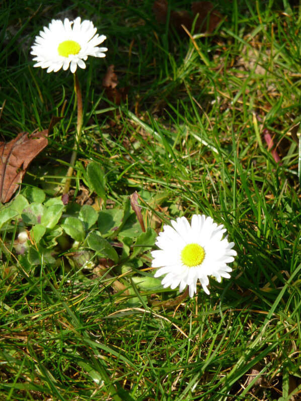 Pâquerette (Bellis) dans le parc de Bercy au début du printemps, Paris 12e (75)