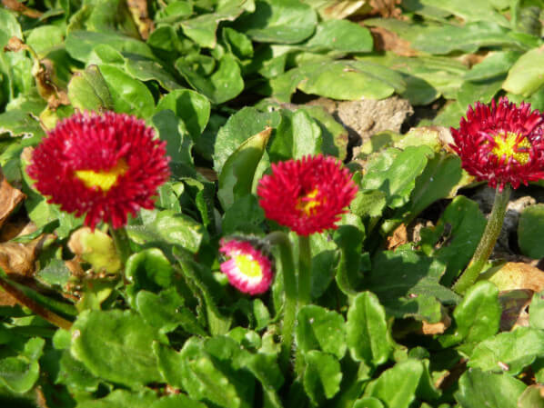 Pâquerette (Bellis) dans le parc de Bercy au début du printemps, Paris 12e (75)