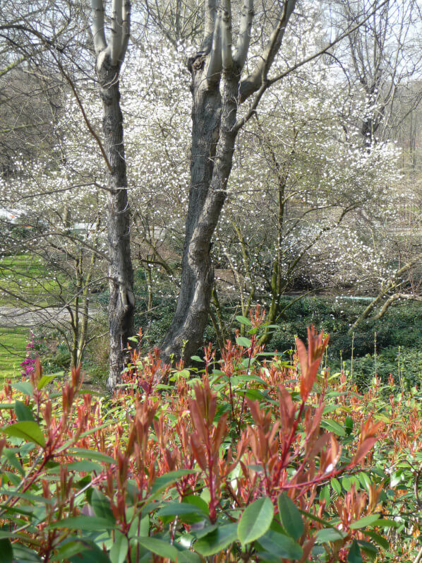 Nouvelles pousses de Photinia dans le parc de Bercy au début du printemps, Paris 12e (75)